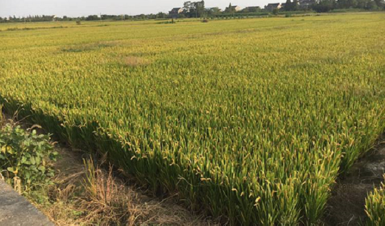 美国科学家预测未来农业发展的五大方向