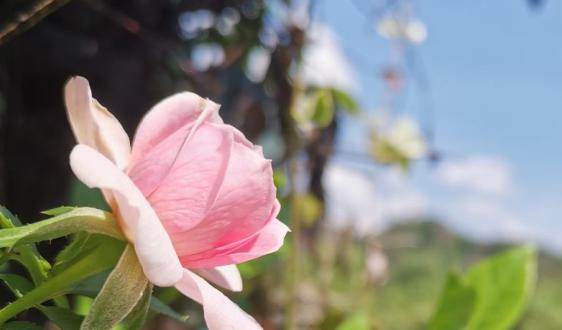 这些关键词，让你读懂2019 DJI大疆农业